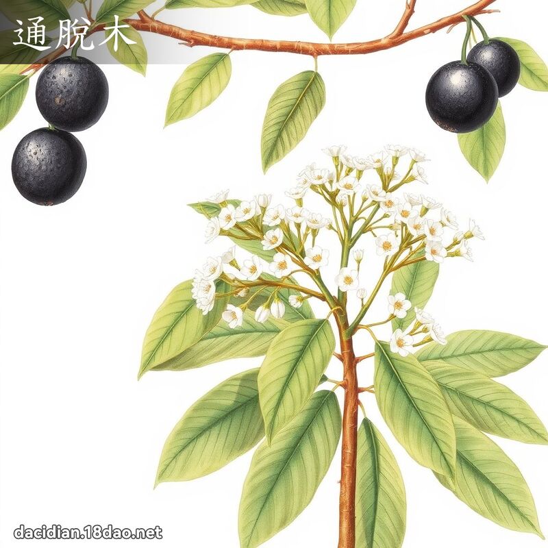 通脫木 - 國語大辭典配圖