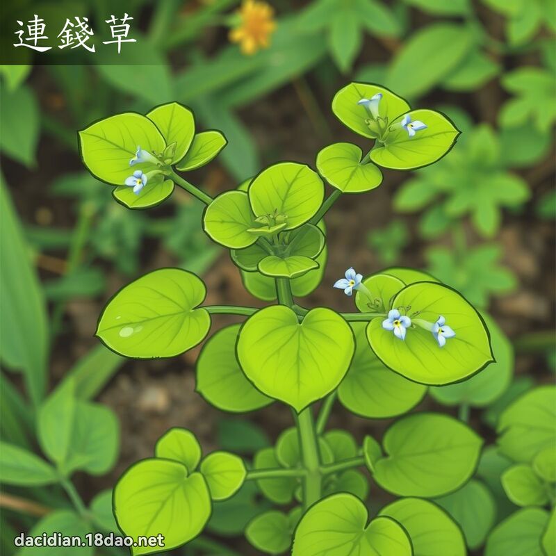 连钱草 - 国语大辞典配图