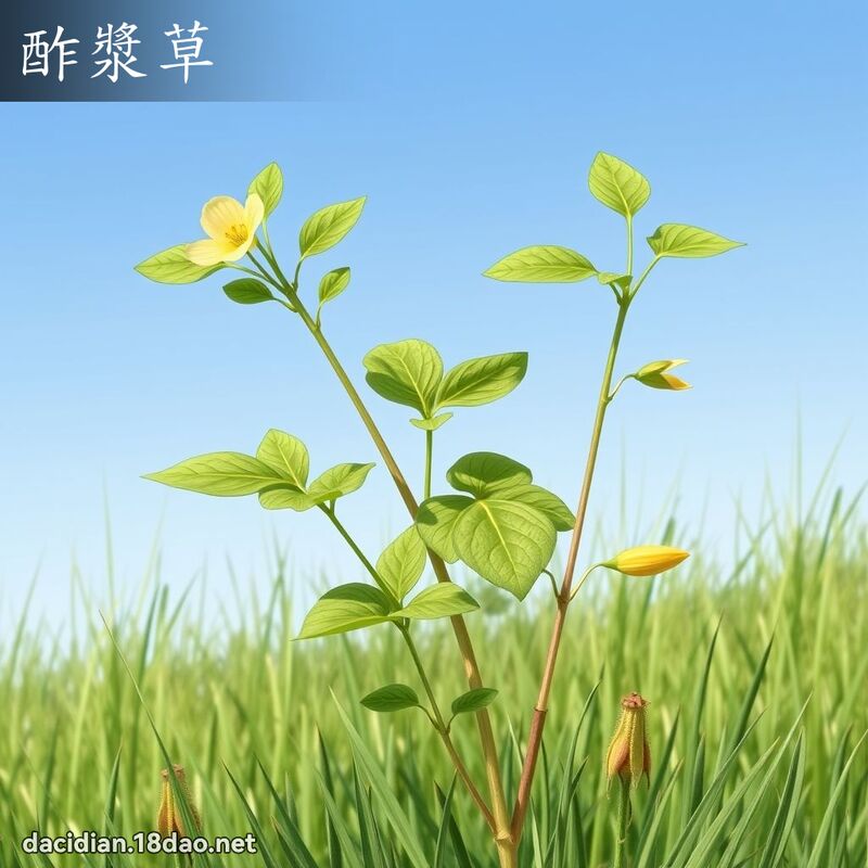 酢漿草 - 國語大辭典配圖