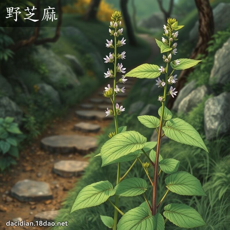 野芝麻 - 國語大辭典配圖