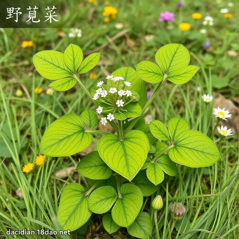 野莧菜 - 國語大辭典配圖