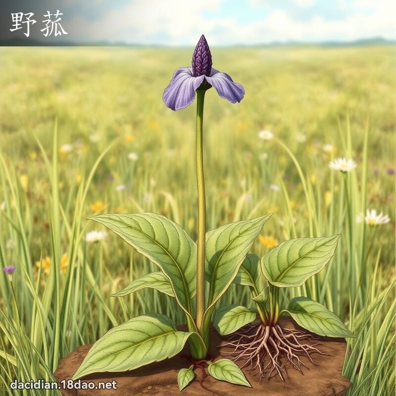 野菰 - 國語大辭典配圖