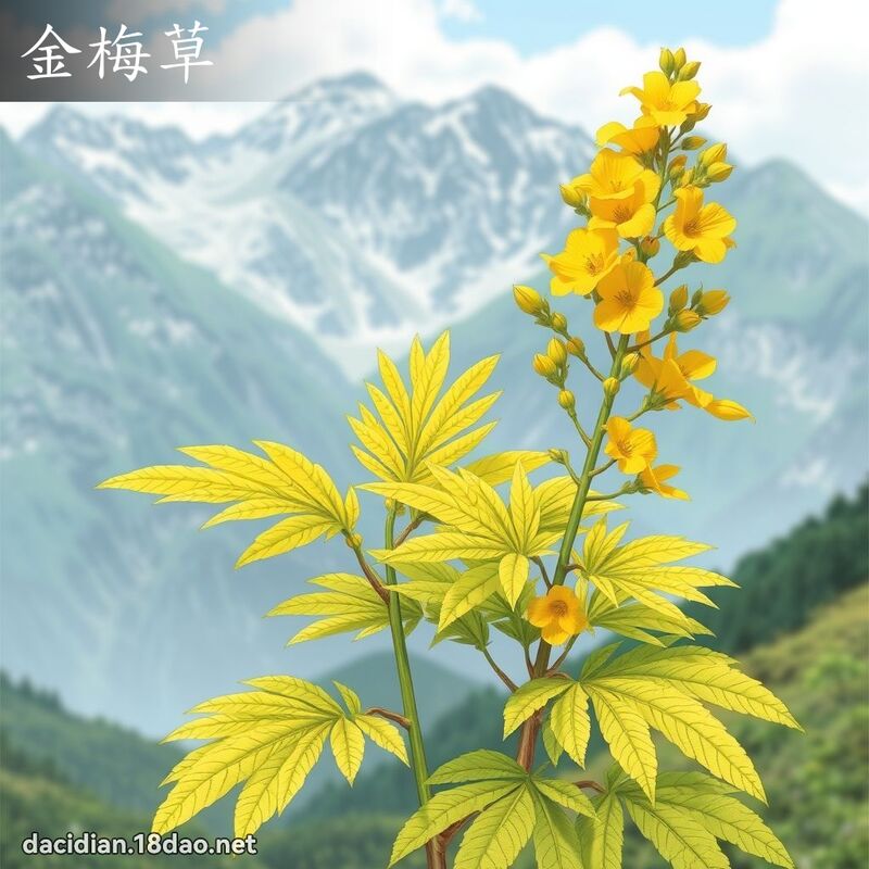 金梅草 - 国语大辞典配图