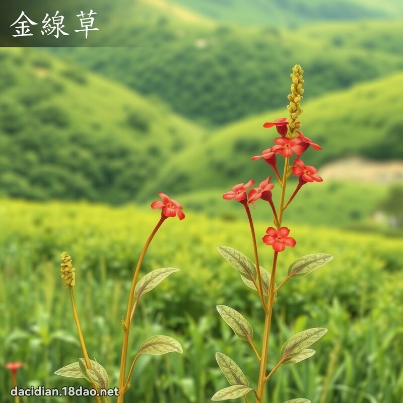 金线草 - 国语大辞典配图