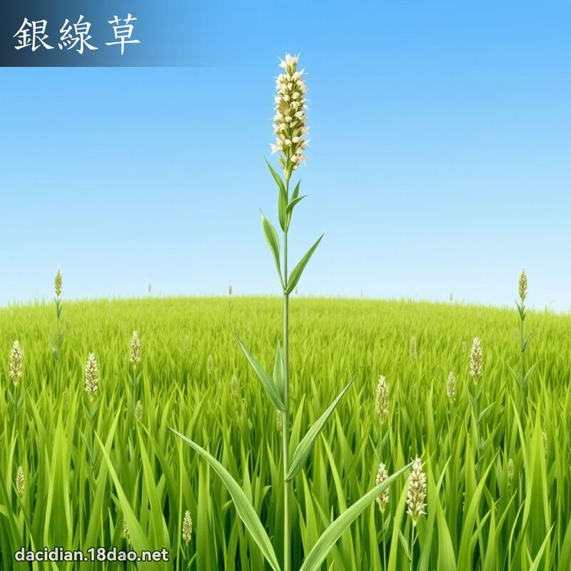 銀線草 - 國語大辭典配圖