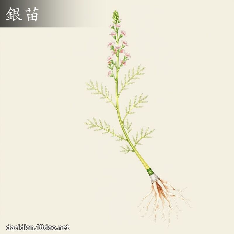 銀苗 - 國語大辭典配圖