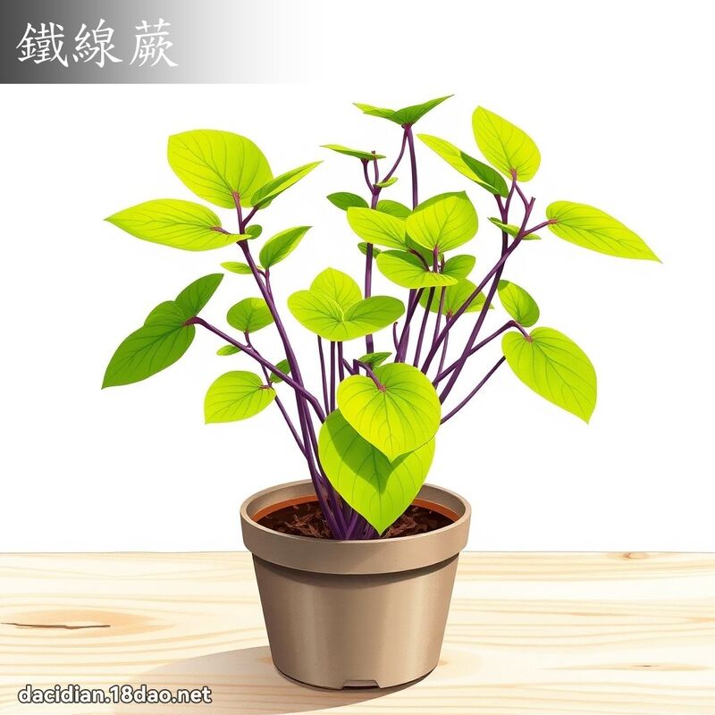 鐵線蕨 - 國語大辭典配圖