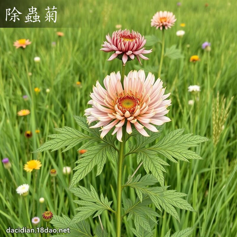 除虫菊 - 国语大辞典配图