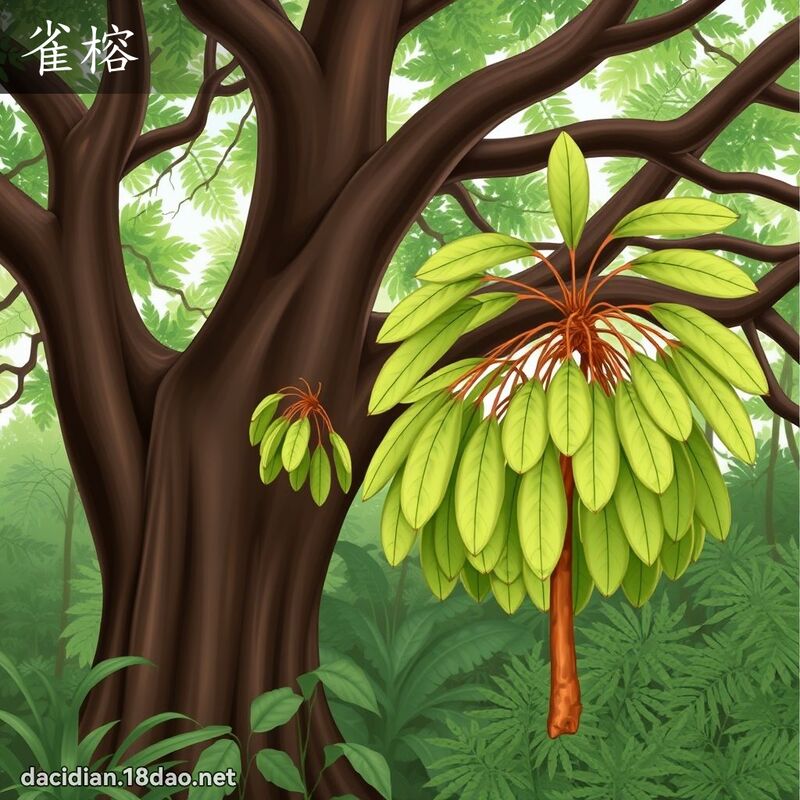雀榕 - 國語大辭典配圖