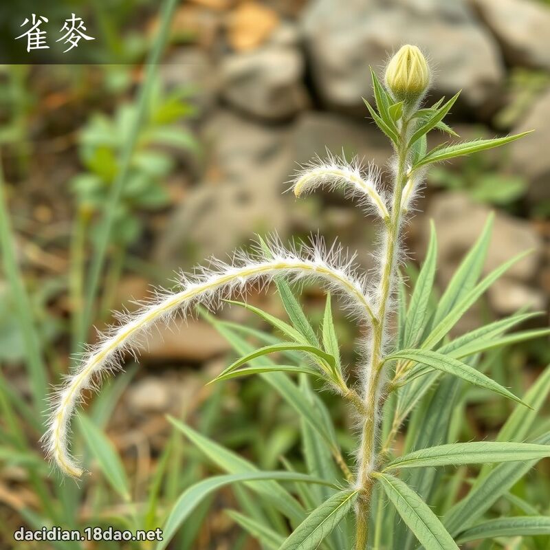 雀麥 - 國語大辭典配圖