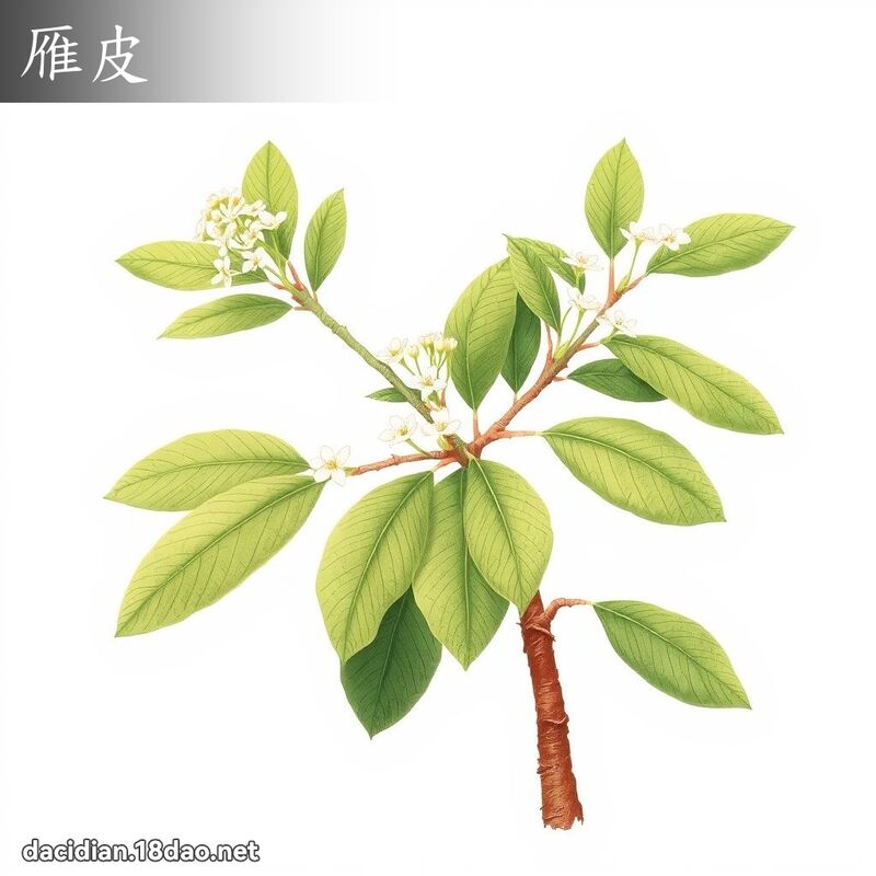 雁皮 - 國語大辭典配圖