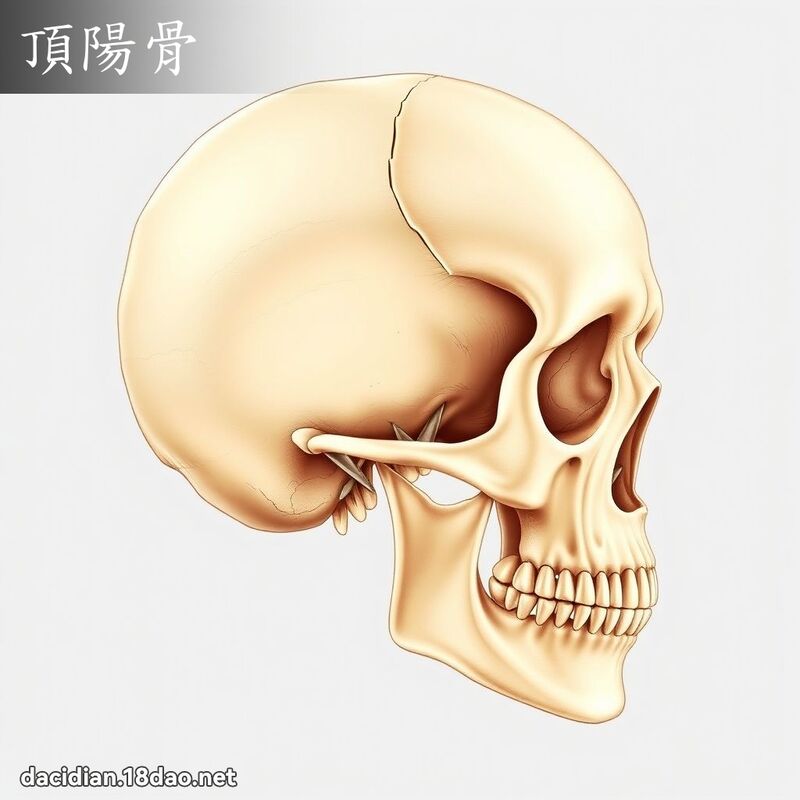 頂陽骨 - 國語大辭典配圖