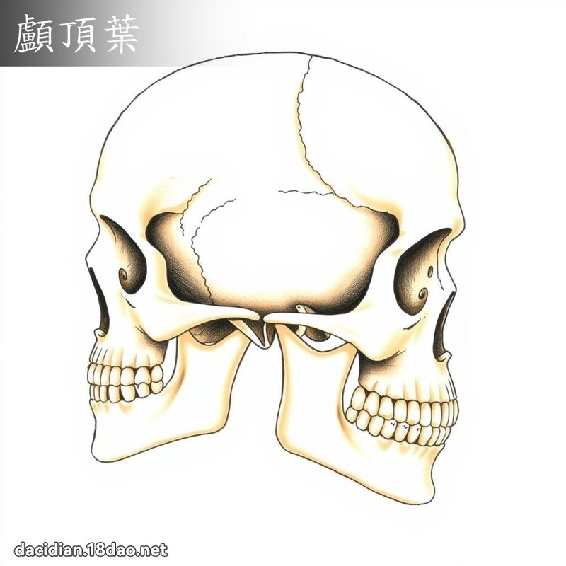 颅顶叶 - 国语大辞典配图