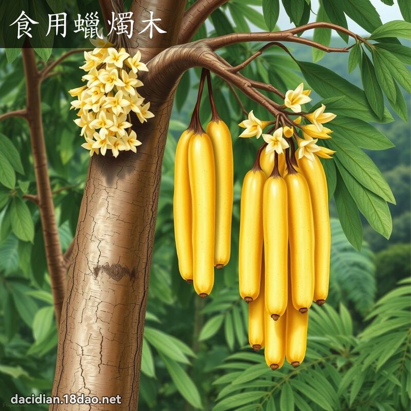 食用蜡烛木 - 国语大辞典配图