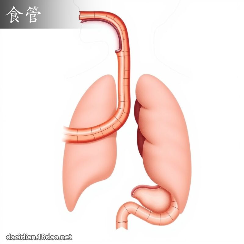 食管 - 國語大辭典配圖