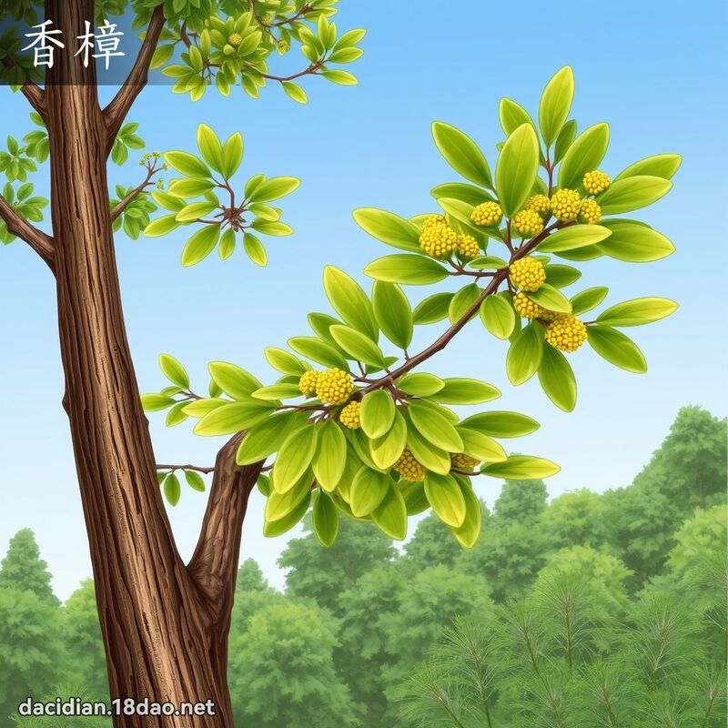 香樟 - 国语大辞典配图