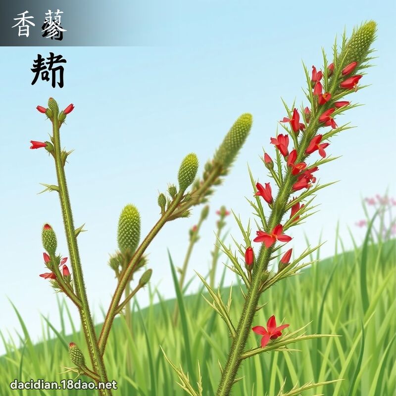 香蓼 - 國語大辭典配圖
