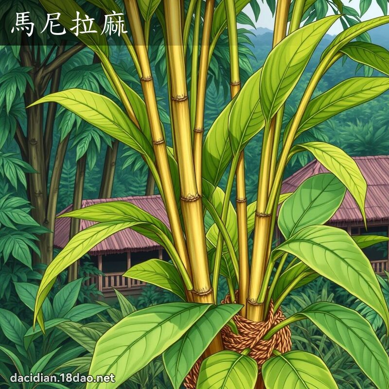 馬尼拉麻 - 國語大辭典配圖