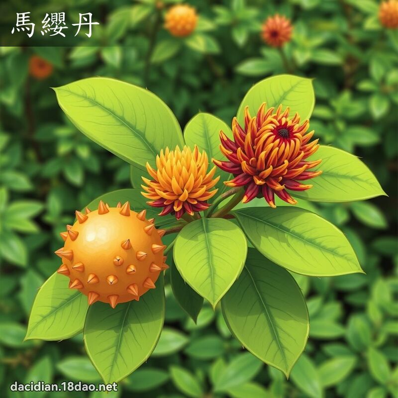 馬纓丹 - 國語大辭典配圖