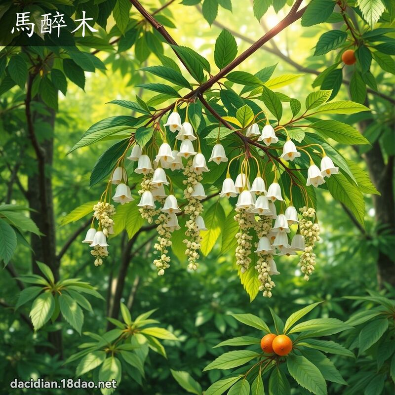 馬醉木 - 國語大辭典配圖