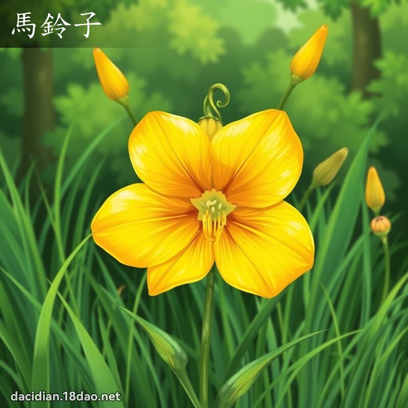 馬鈴子 - 國語大辭典配圖