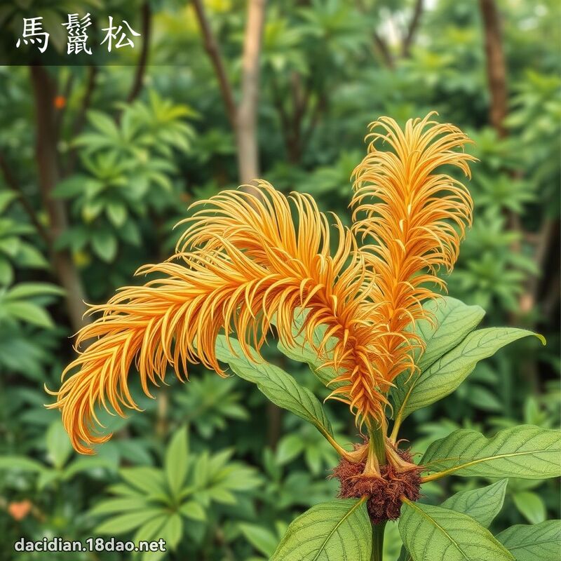 馬鬣松 - 國語大辭典配圖