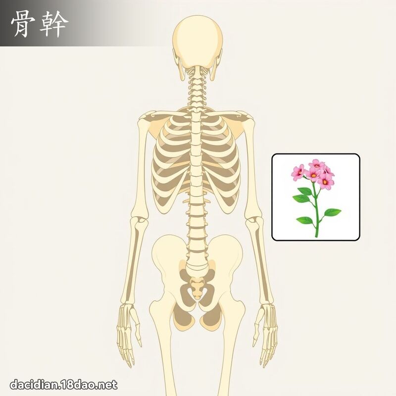 骨幹 - 國語大辭典配圖