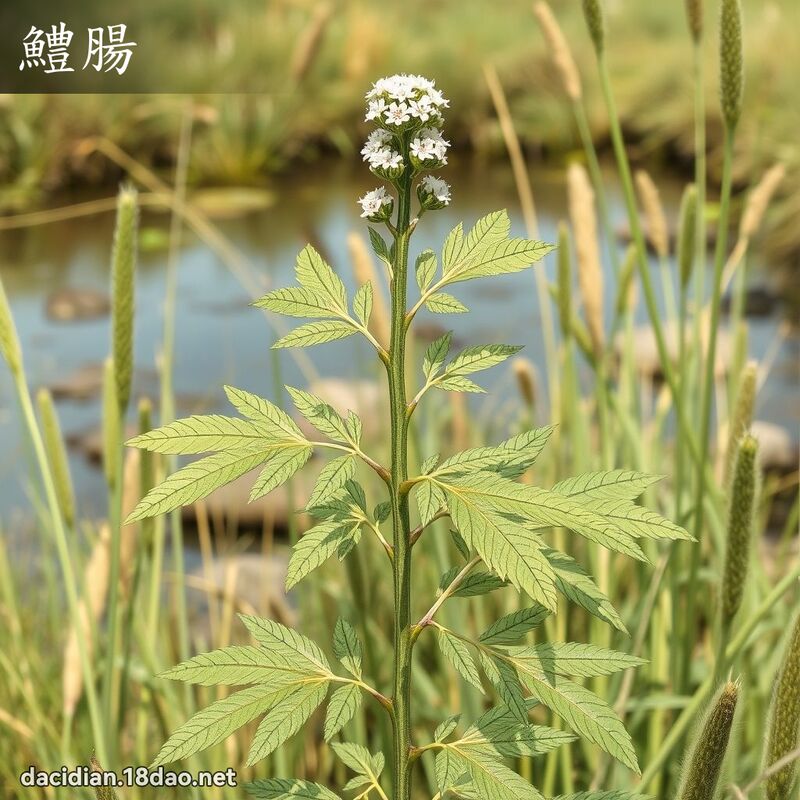 鱧肠 - 国语大辞典配图