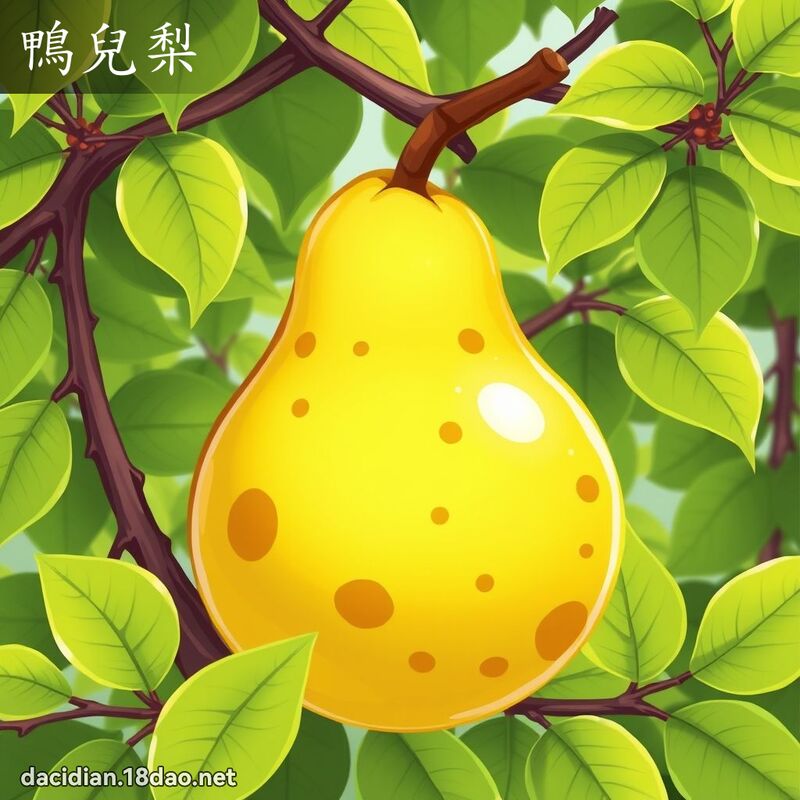 鸭儿梨 - 国语大辞典配图