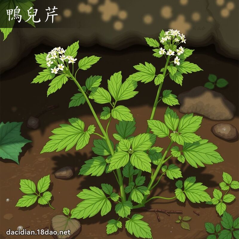鸭儿芹 - 国语大辞典配图