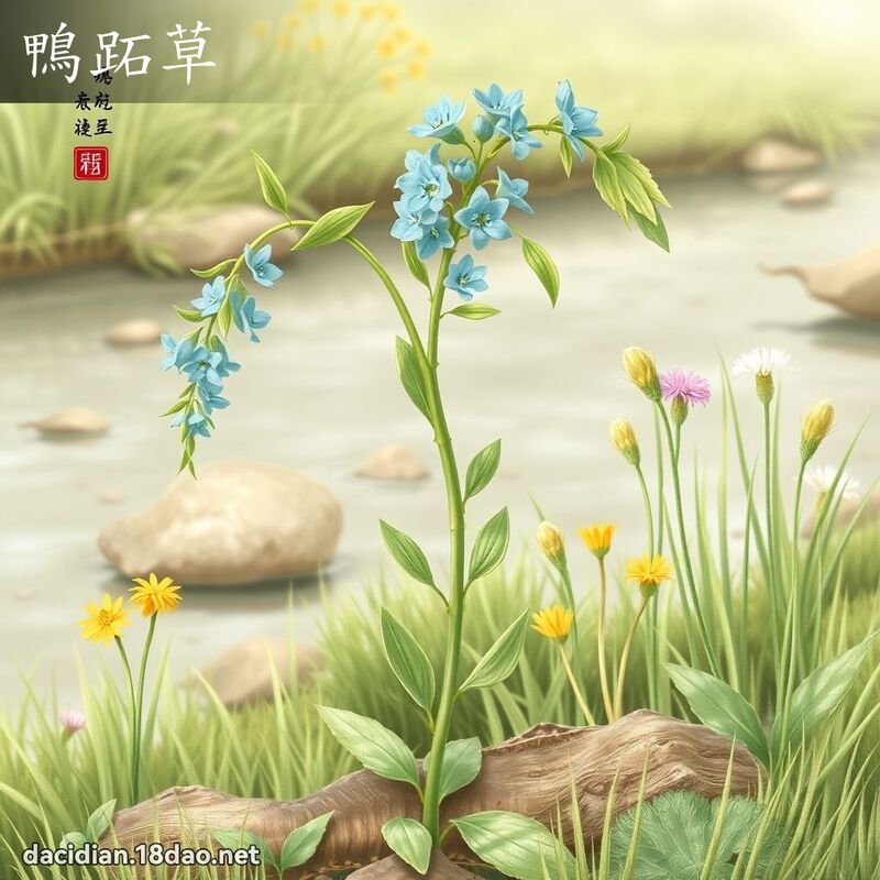 鴨跖草 - 國語大辭典配圖