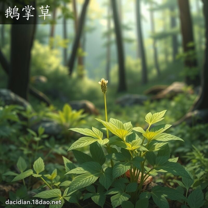 鵝掌草 - 國語大辭典配圖