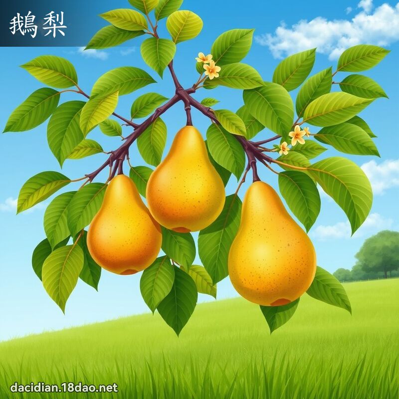 鵝梨 - 國語大辭典配圖