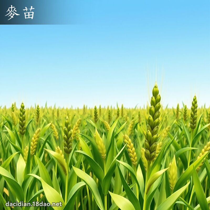 麦苗 - 国语大辞典配图