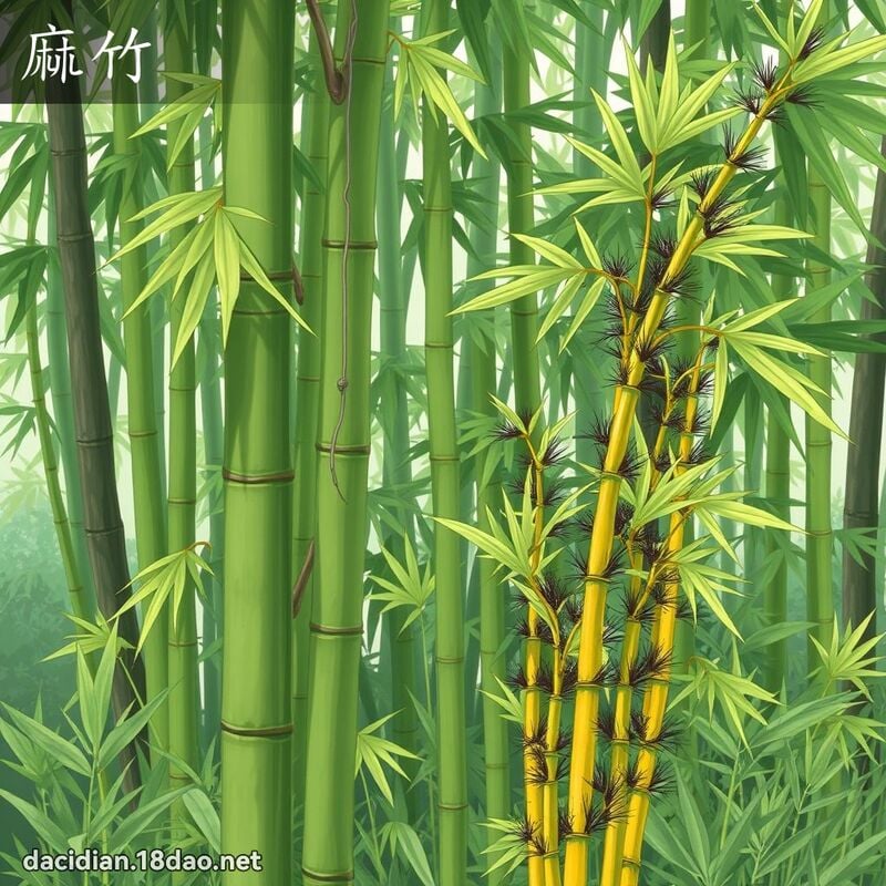 麻竹 - 國語大辭典配圖