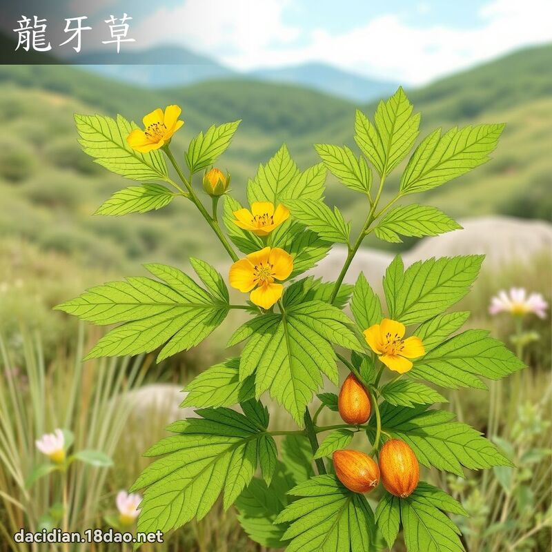 龍牙草 - 國語大辭典配圖
