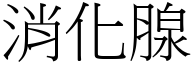 消化腺 (宋体矢量字库)